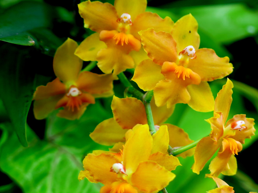 The Orchid Show: Singapore, 17th Annual Orchid Show, NYBG, Enid A. Haupt Conservatory, Singapore