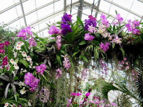 The Orchid Show: Singapore, 17th Annual Orchid Show, NYBG, Enid A. Haupt Conservatory, Singapore