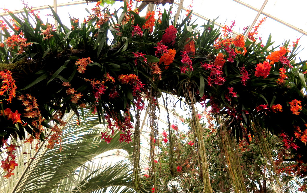 The Orchid Show: Singapore, 17th Annual Orchid Show, NYBG, Enid A. Haupt Conservatory, Singapore