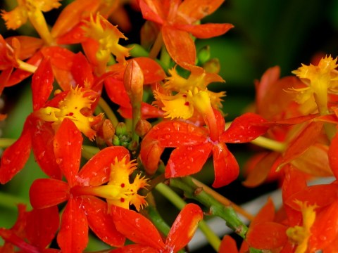 The Orchid Show: Singapore, 17th Annual Orchid Show, NYBG, Enid A. Haupt Conservatory, Singapore