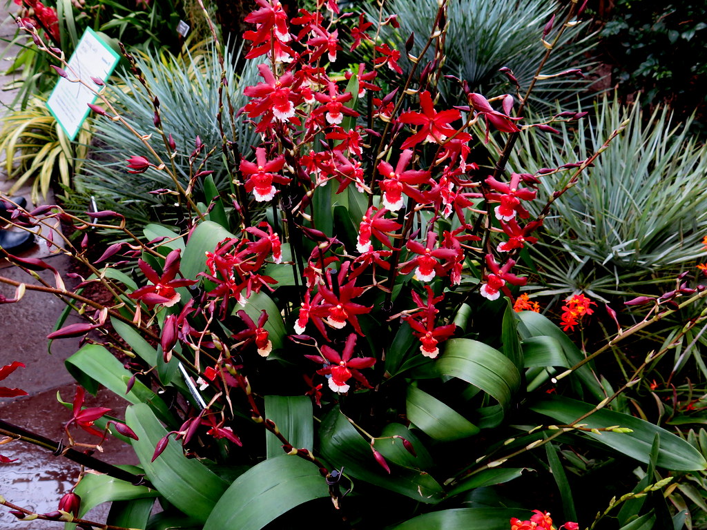 The Orchid Show: Singapore, 17th Annual Orchid Show, NYBG, Enid A. Haupt Conservatory, Singapore