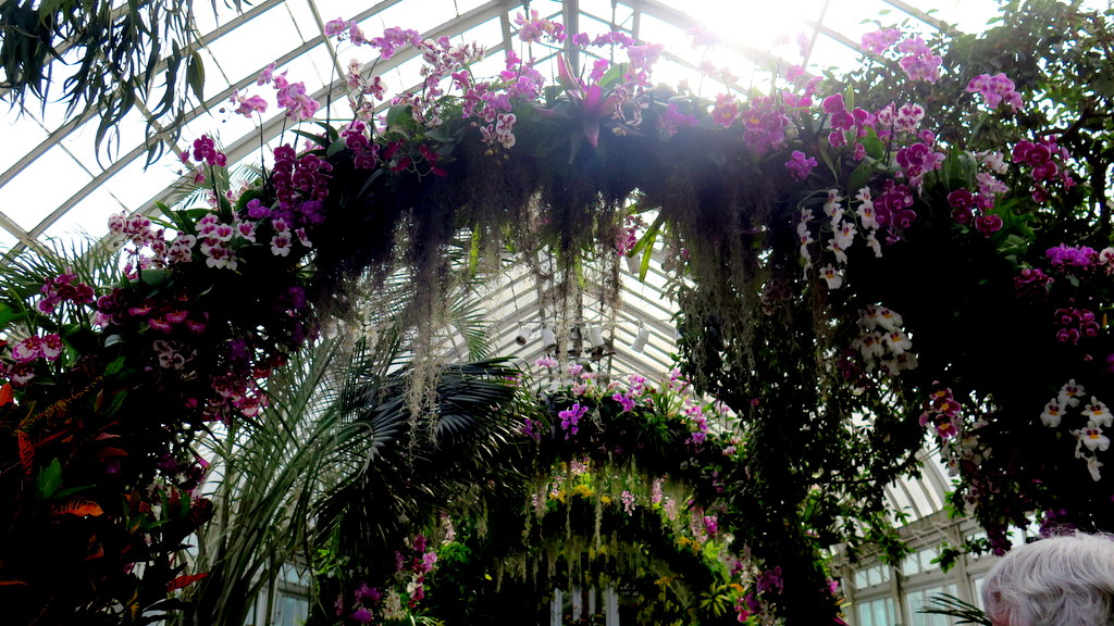 The Orchid Show: Singapore, 17th Annual Orchid Show, NYBG, Enid A. Haupt Conservatory, Singapore