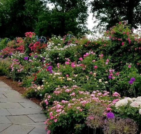 Peggy Rockefeller Rose Garden, NYBG, Rose Weekend