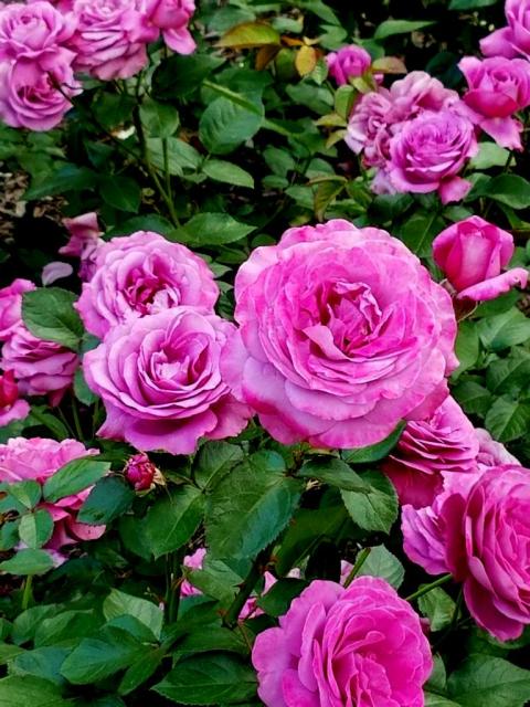 Peggy Rockefeller Rose Garden, NYBG