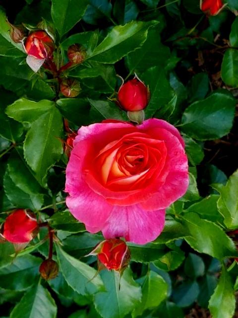 Peggy Rockefeller Rose Garden, Rose Weekend, NYBG
