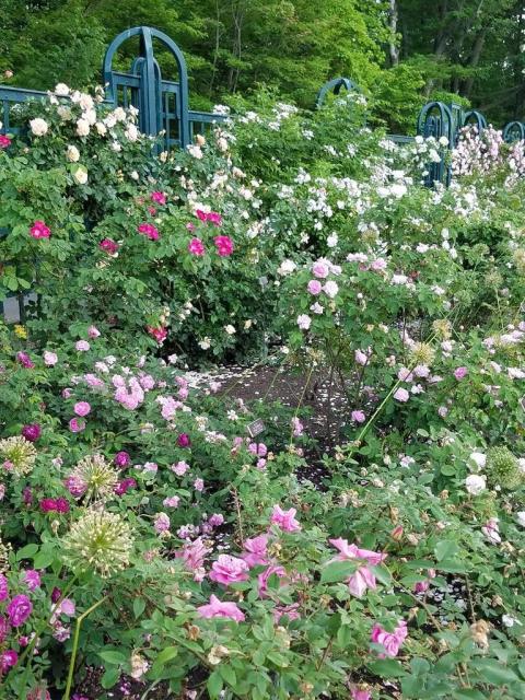 NYBG, Rose Weekend, Peggy Rockefeller Rose Garden
