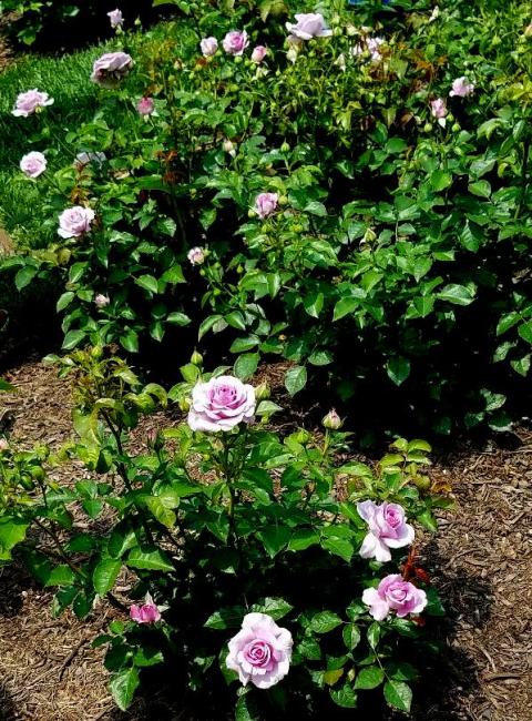 NYBG, Rose Weekend, Violet's Pride, Peggy Rockefeller Rose Garden