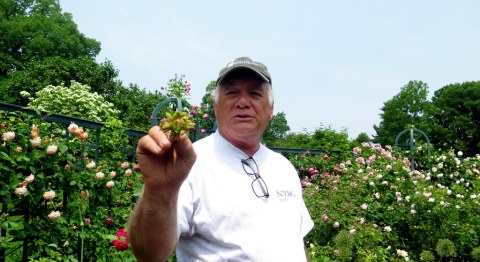 Stephen Scanniello, Rose Curator of NYBG, green rose, Peggy Rockefeller Rose Garden, NYBG