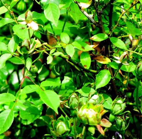 NYBG, Peggy Rockefeller Rose Garden, Rose Weekend, Green Rose, Rose Weekend