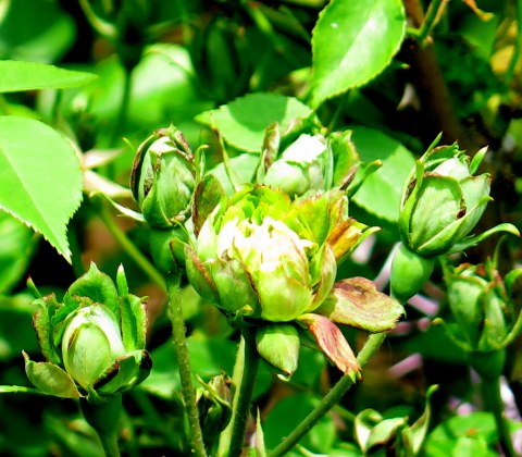 Green Rose, NYBG, Peggy Rockefeller Rose Garden