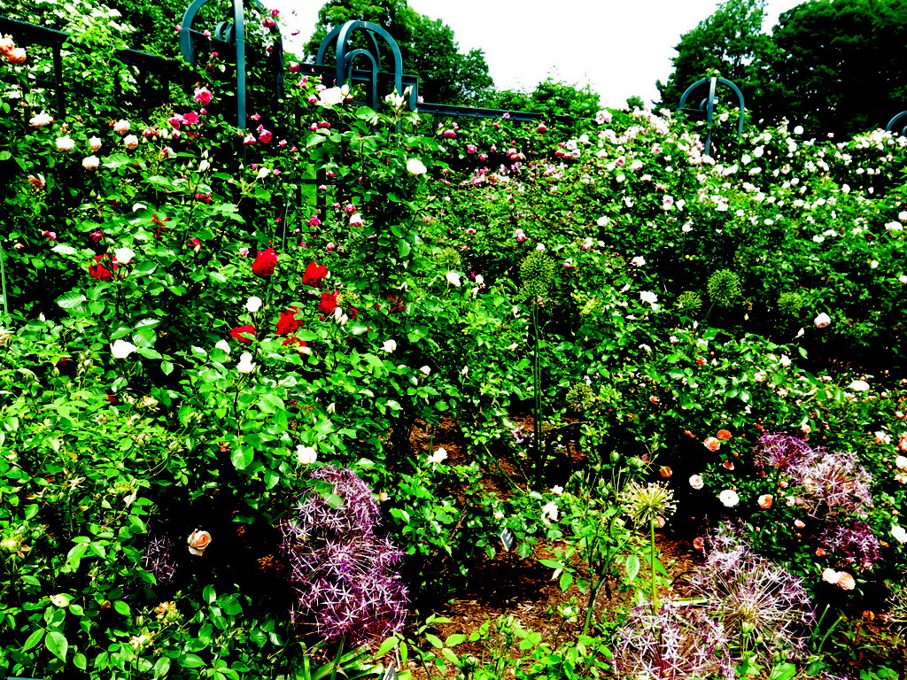 Roses are Blushing at the New York Botanical Garden, Soon to Peak ...