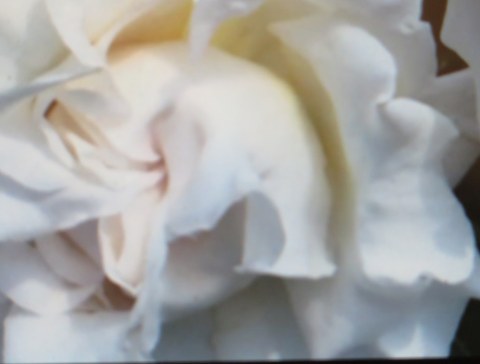 Peggy Rockefeller Rose Garden, Rose Weekend, The Divine Miss M.