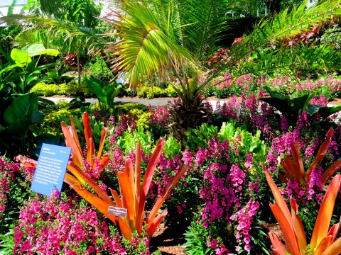 'Brazilian Modern" The Living Art of Roberto Burle Marx,' NYBG Installation (June 8-September 29)