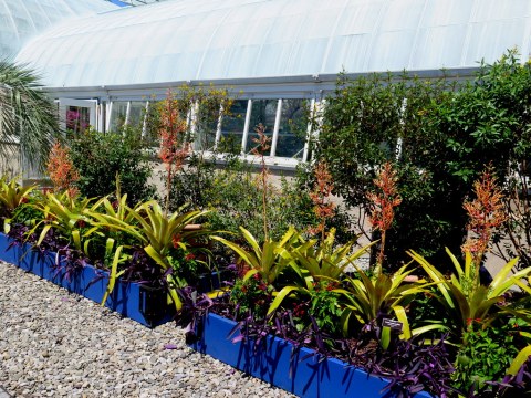 Bromeliads, Water Garden, 'Brazilian Modern" The Living Art of Roberto Burle Marx,' NYBG Installation (June 8-September 29)