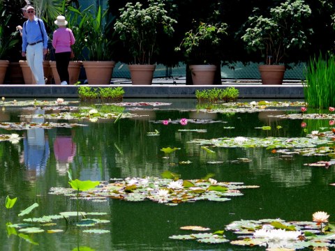 'Brazilian Modern" The Living Art of Roberto Burle Marx,' NYBG Installation (June 8-September 29)