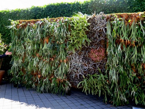 Water Garden, Staghorn Ferns, a Burle Marx favorite,'Brazilian Modern" The Living Art of Roberto Burle Marx,' NYBG Installation (June 8-September 29)