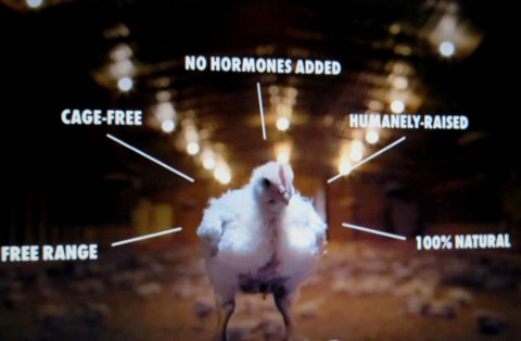 Super Size Me 2: Holy Chicken!