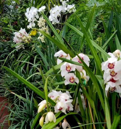 Cymbidium Orchids, NYBG