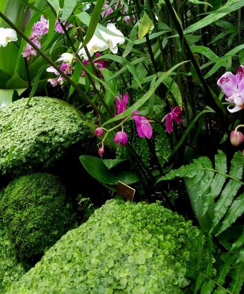 The Orchid Show: Jeff Leatham's Kaleidoscope, NYBG 18th Orchid Show, Jeff Leatham