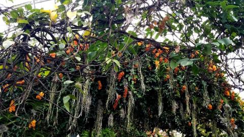 The Orchid Show: Jeff Leatham's Kaleidoscope, NYBG 18th Orchid Show, Jeff Leatham