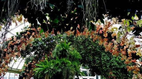 The Orchid Show: Jeff Leatham's Kaleidoscope, NYBG 18th Orchid Show, Jeff Leatham