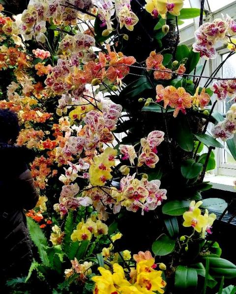 Phalaenopsis Orchids, NYBG
