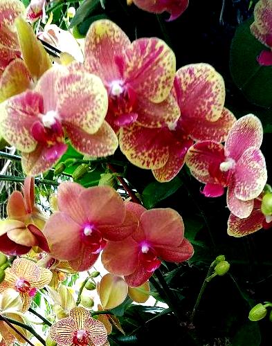 phalaneopsis orchids, NYBG