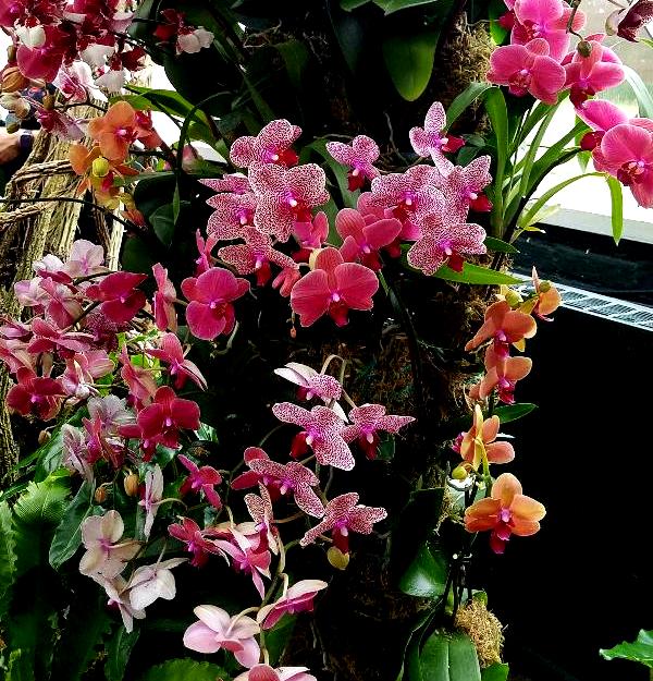 The Orchid Show: Jeff Leatham's Kaleidoscope, NYBG 18th Orchid Show, Jeff Leatham