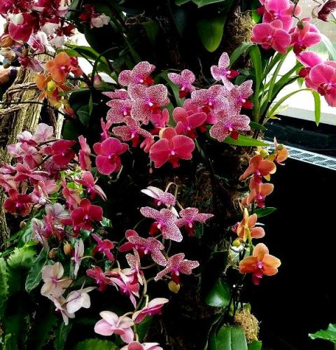 The Orchid Show: Jeff Leatham's Kaleidoscope, NYBG 18th Orchid Show, Jeff Leatham