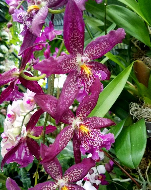 The Orchid Show: Jeff Leatham's Kaleidoscope, NYBG 18th Orchid Show, Jeff Leatham