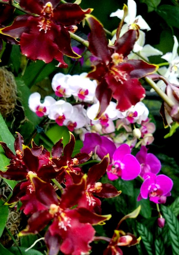 The Orchid Show: Jeff Leatham's Kaleidoscope, NYBG 18th Orchid Show, Jeff Leatham