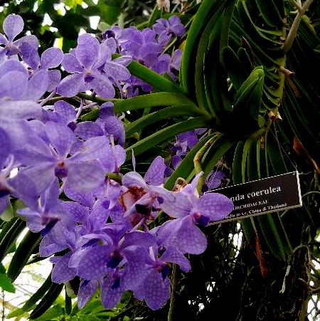 The Orchid Show: Jeff Leatham's Kaleidoscope, NYBG 18th Orchid Show, Jeff Leatham