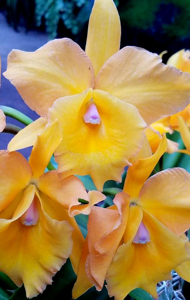 The Orchid Show: Jeff Leatham's Kaleidoscope, NYBG 18th Orchid Show, Jeff Leatham