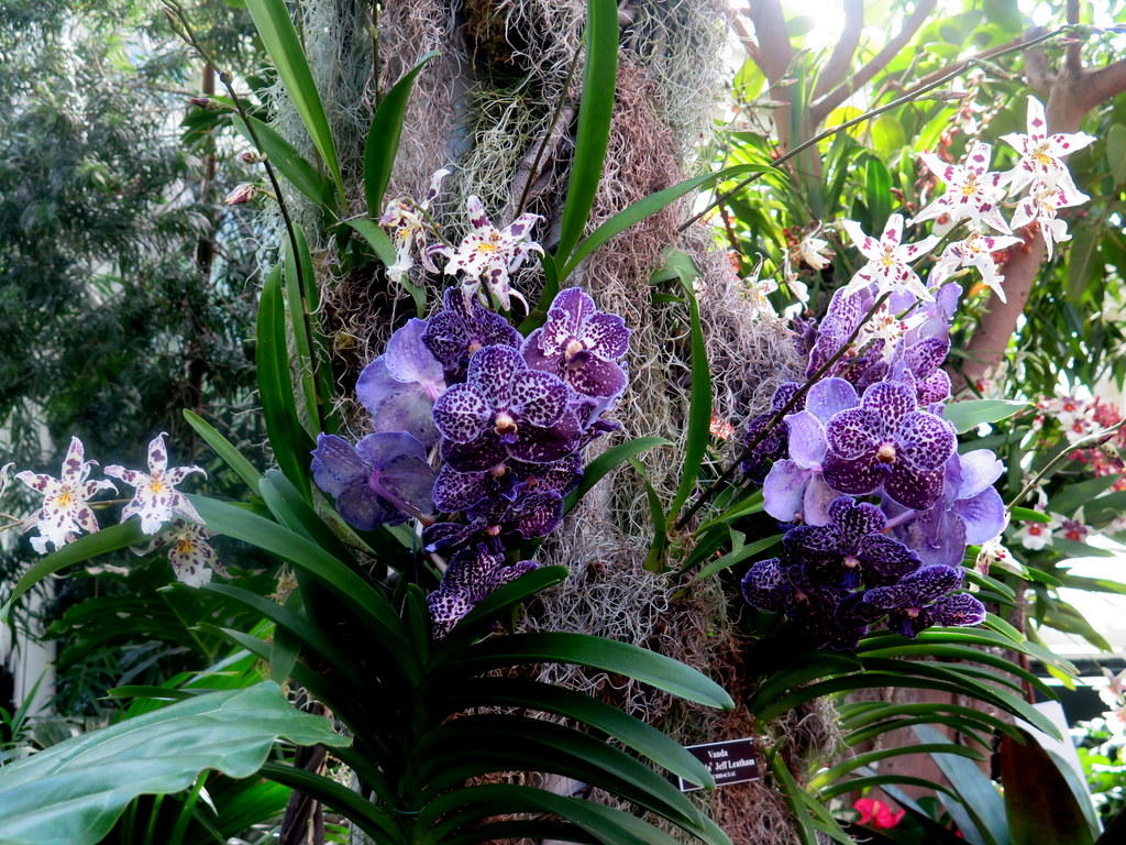 Vanda sunanda,The Orchid Show: Jeff Leatham's Kaleidoscope, NYBG 18th Orchid Show, Jeff Leatham