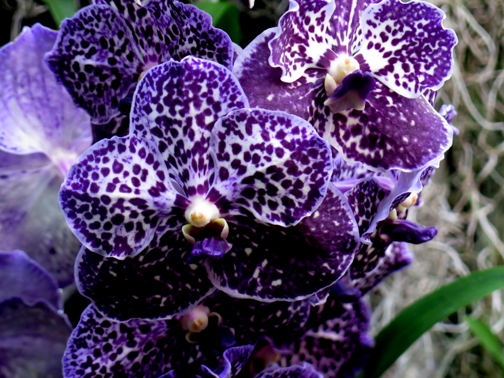 The Orchid Show: Jeff Leatham's Kaleidoscope, NYBG 18th Orchid Show, Jeff Leatham