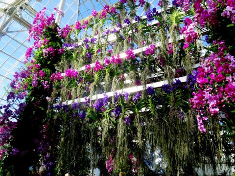 The Orchid Show: Jeff Leatham's Kaleidoscope, NYBG 18th Orchid Show, Jeff Leatham