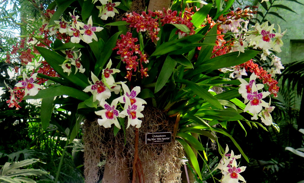 The Orchid Show: Jeff Leatham's Kaleidoscope, NYBG 18th Orchid Show, Jeff Leatham