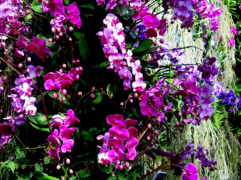 The Orchid Show: Jeff Leatham's Kaleidosope, NYBG 18th Orchid Show, Jeff Leatham