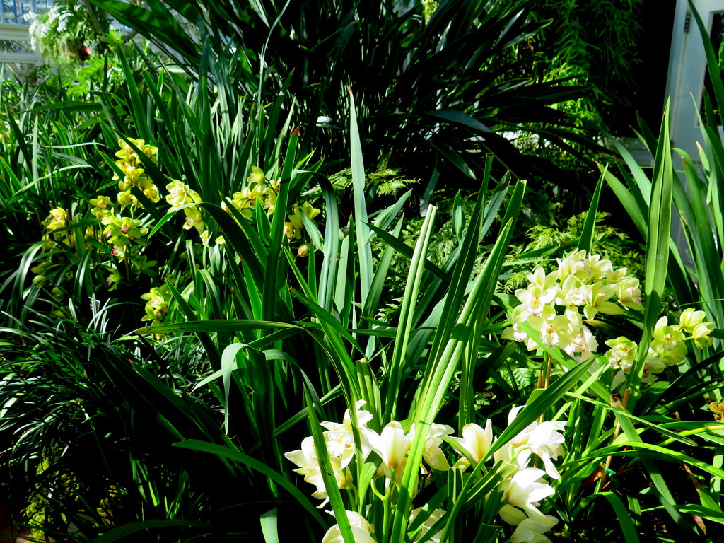 Grasslands, The Orchid Show: Jeff Leatham's Kaleidoscope, 18th Annual Orchid Show, NYBG