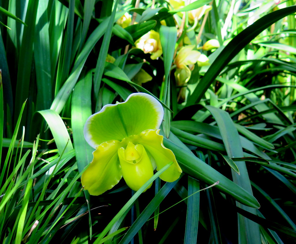 Grasslands, The Orchid Show: Jeff Leatham's Kaleidoscope, 18th Annual Orchid Show, NYBG