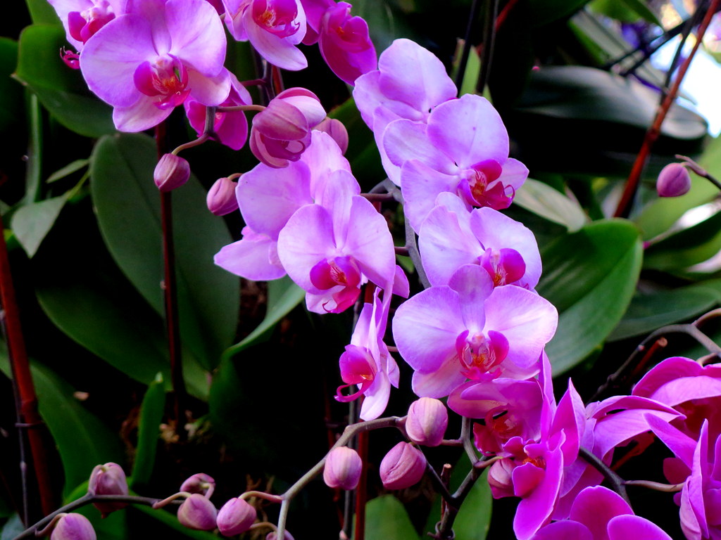 The Orchid Show: Jeff Leatham's Kaleidoscope, NYBG 18th Orchid Show, Jeff Leatham