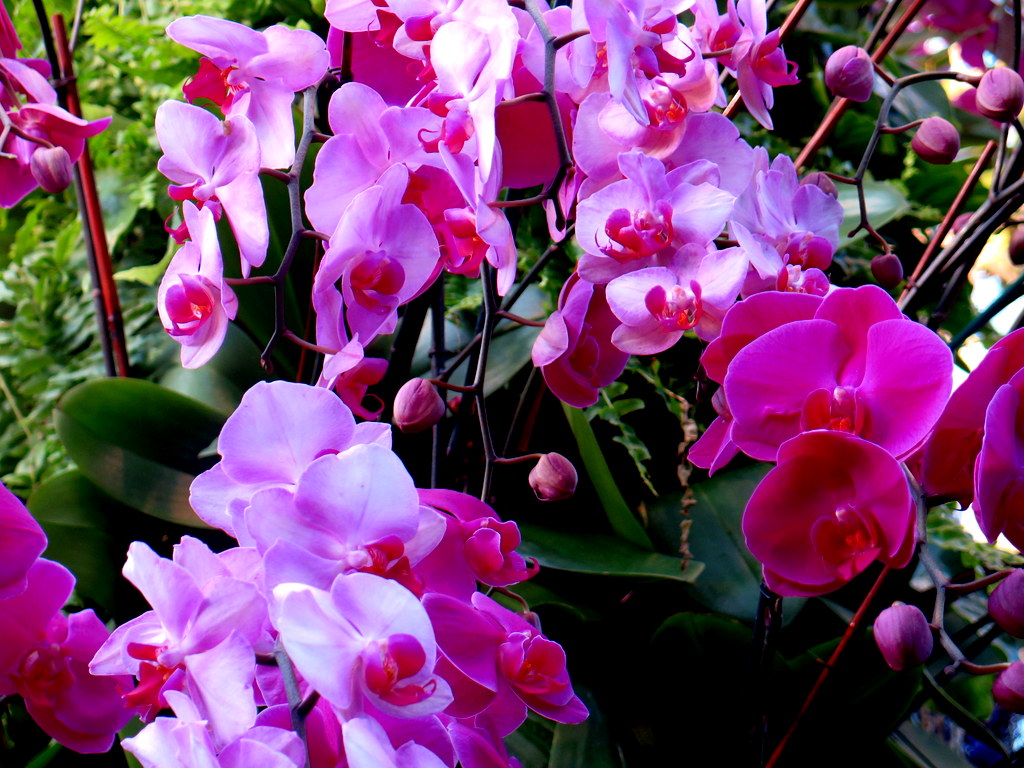 The Orchid Show: Jeff Leatham's Kaleidoscope, NYBG 18th Orchid Show, Jeff Leatham