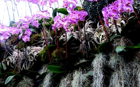 The Orchid Show: Jeff Leatham's Kaleidoscope, NYBG 18th Orchid Show, Jeff Leatham