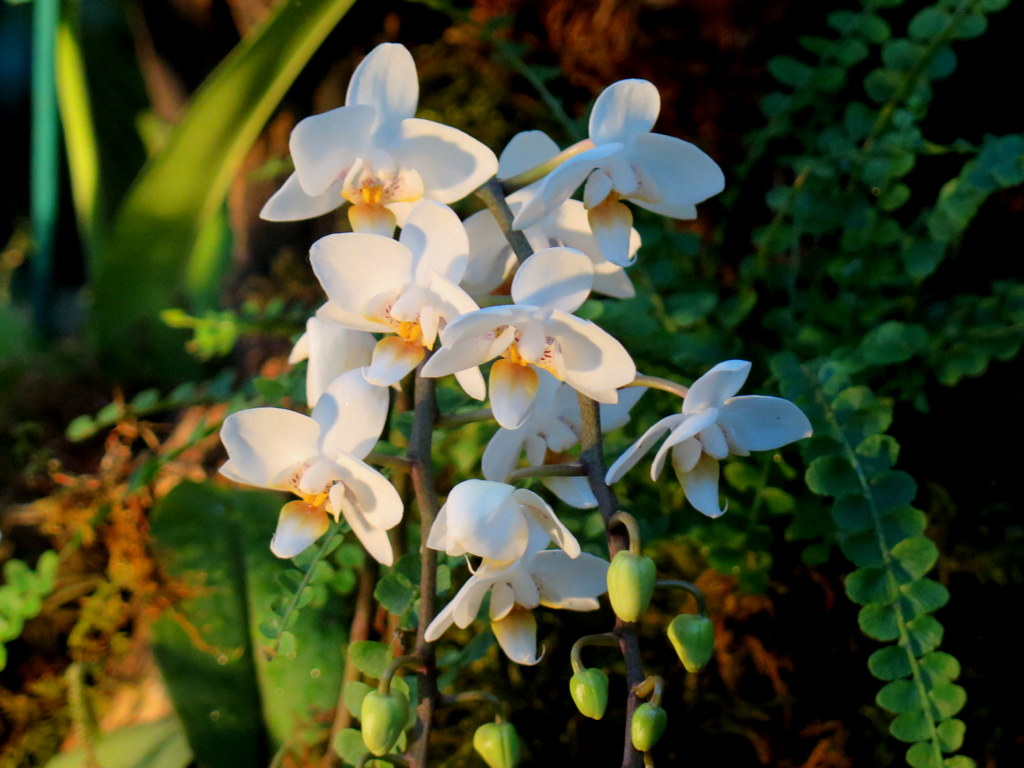 The Orchid Show: Jeff Leatham's Kaleidoscope, NYBG 18th Orchid Show, Jeff Leatham