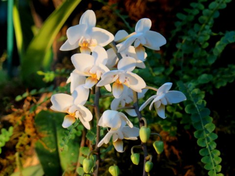 The Orchid Show: Jeff Leatham's Kaleidoscope, NYBG 18th Orchid Show, Jeff Leatham