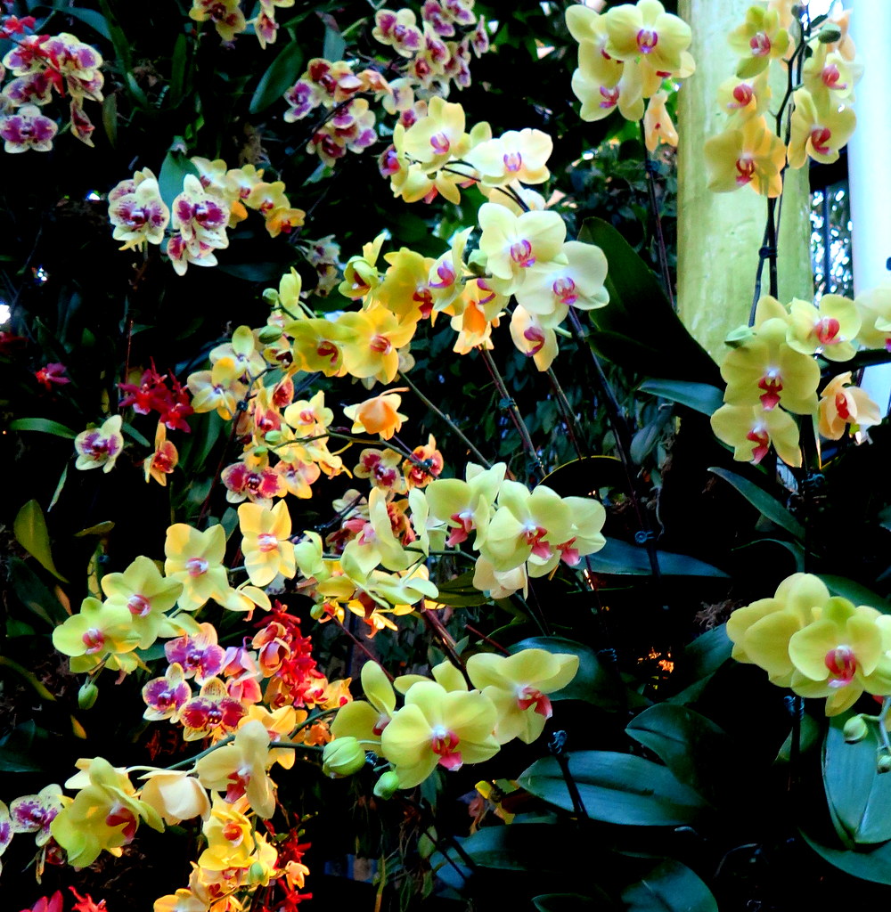 The Orchid Show: Jeff Leatham's Kaleidoscope, NYBG 18th Orchid Show, Jeff Leatham, NYBG