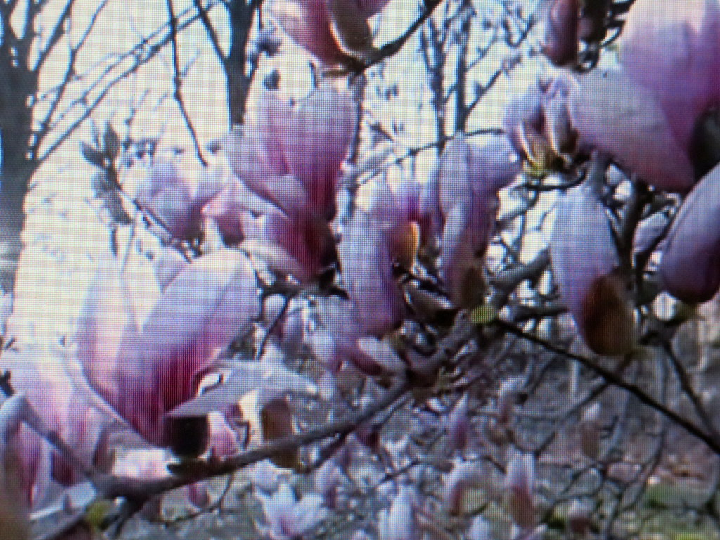 New York Botanical Garden, Magnoias,