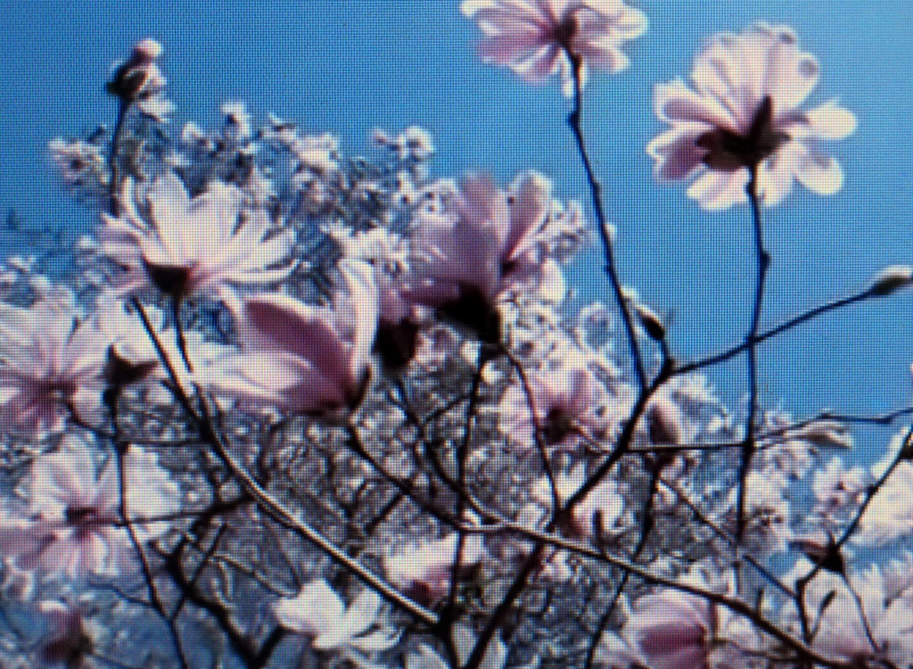 New York Botanical Garden, Magnoias,