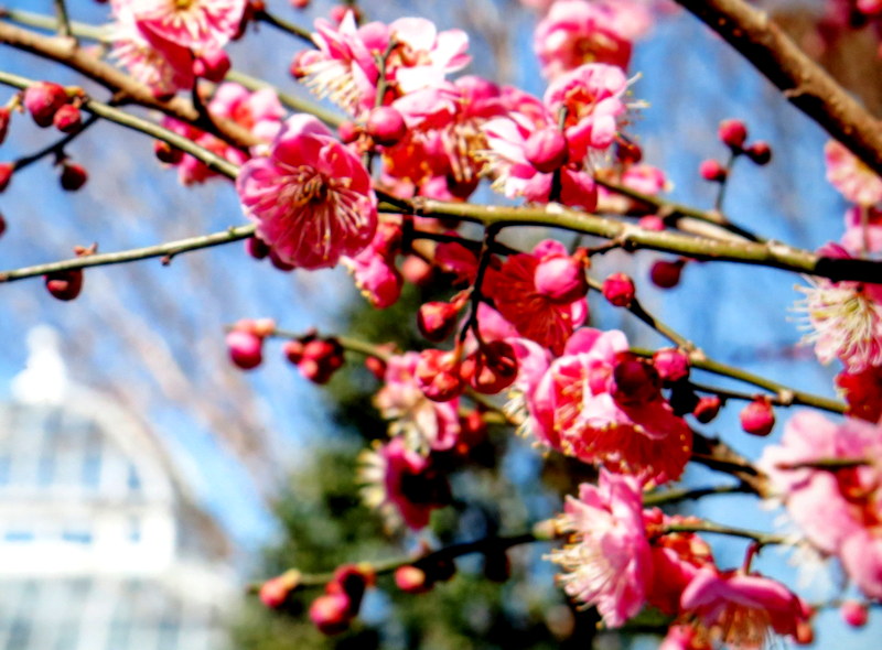 NYBG, Journey Through Spring II, Todd Forrest COVID-19 closure, Facebook Watch Party