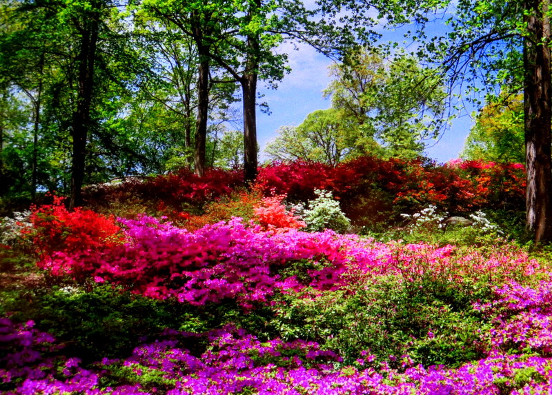 NYBG, Journey Through Spring II, Todd Forrest COVID-19 closure, Facebook Watch Party